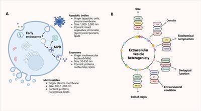 Exosome-mediated communication between gastric cancer cells and macrophages: implications for tumor microenvironment